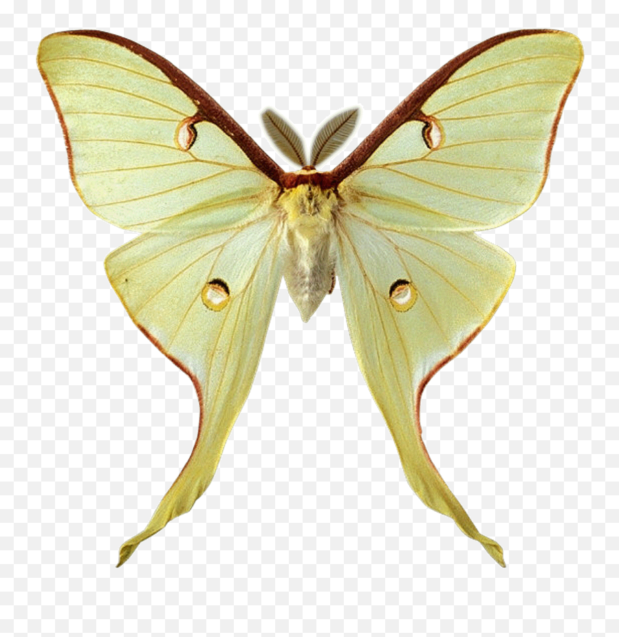 Butterfly Beautiful Butterflies Insects - Butterfly Labels School Emoji,Can Luna Moths Feel Emotions