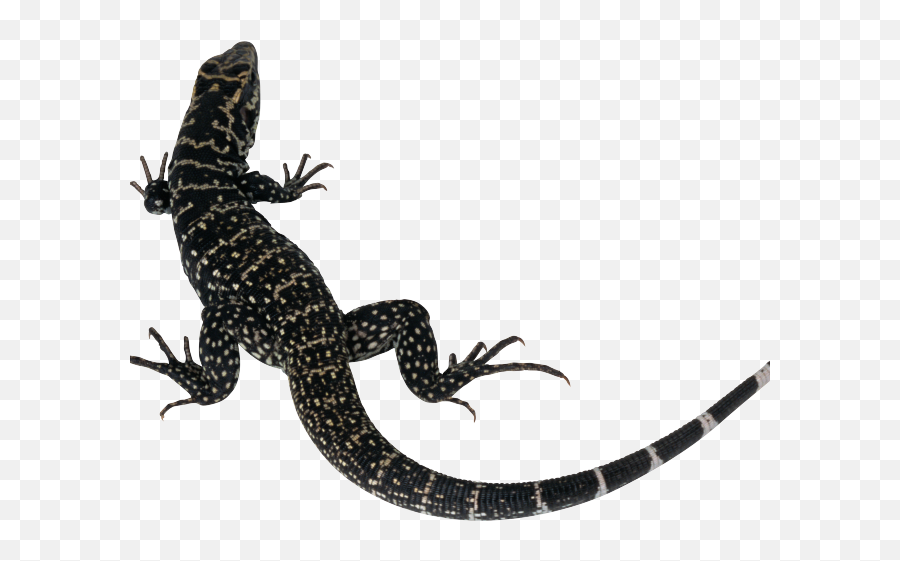 Monitor Lizard Clipart Lizard Tail - Lizard Silhouette Png Monitor Lizard Png Emoji,New Emojis Skink