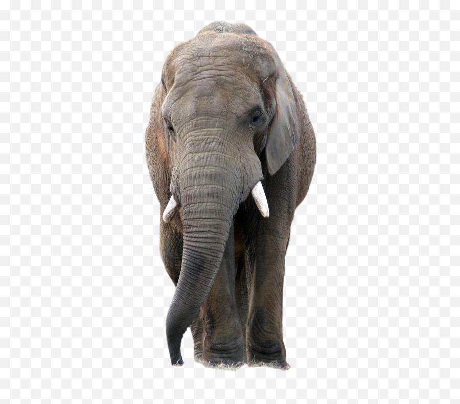 Elephants - Png Press Elephant Png Transparent Emoji,Elephant Share Emotions With Human