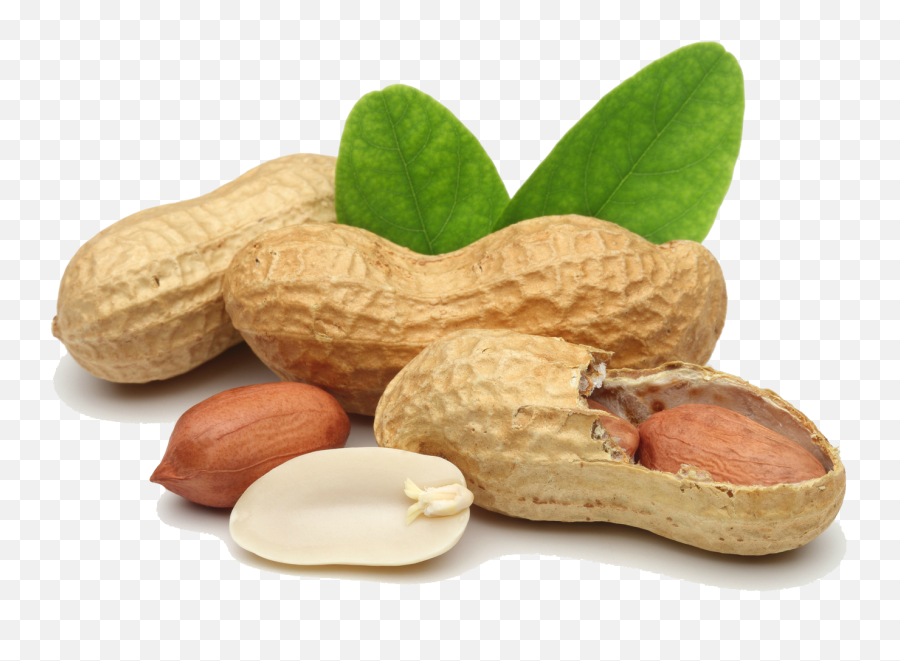 Praline Peanut Legume Dried Fruit - Peanut Png Transparent Emoji,Nut Emojis