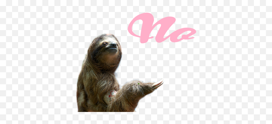 Haha Transparent Haha Sloth Funny - Sloths White Background Emoji,Vulcan Quotes On Emotion