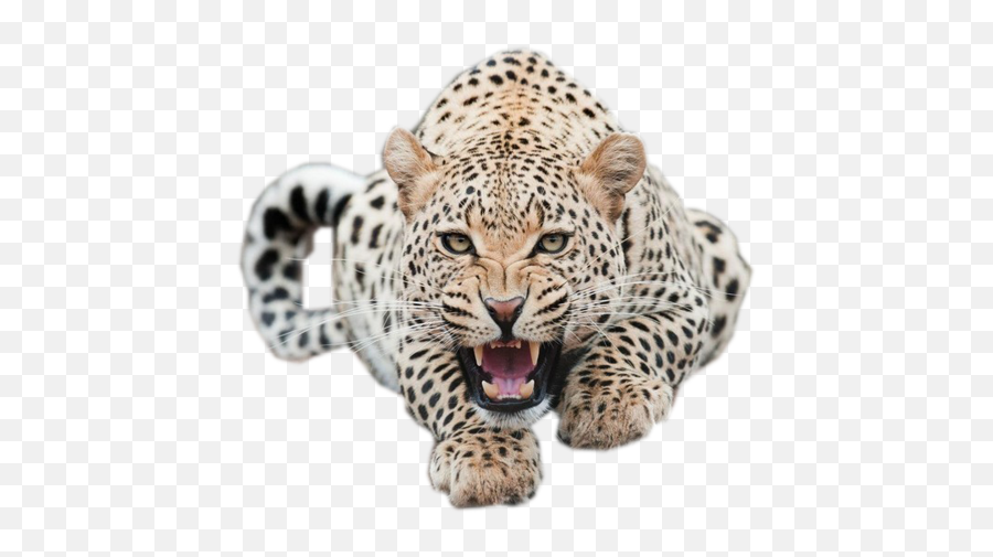 Popular And Trending Leopard Stickers On Picsart - 4k Ultra Hd Cheetah Wallpaper Hd Emoji,Fondo Emoticon Leopardo Rosa