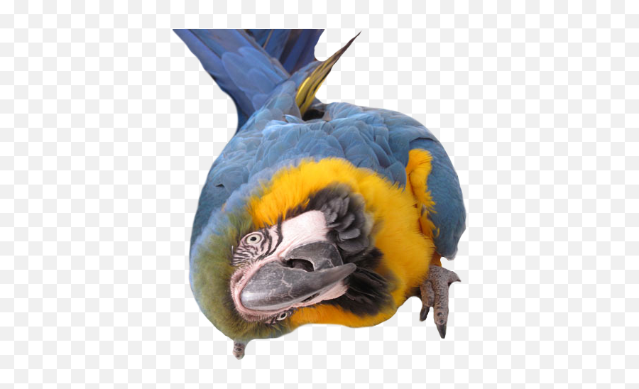 Pin On Birds - Parrots Emoji,African Grey Parrot Reading Emotions
