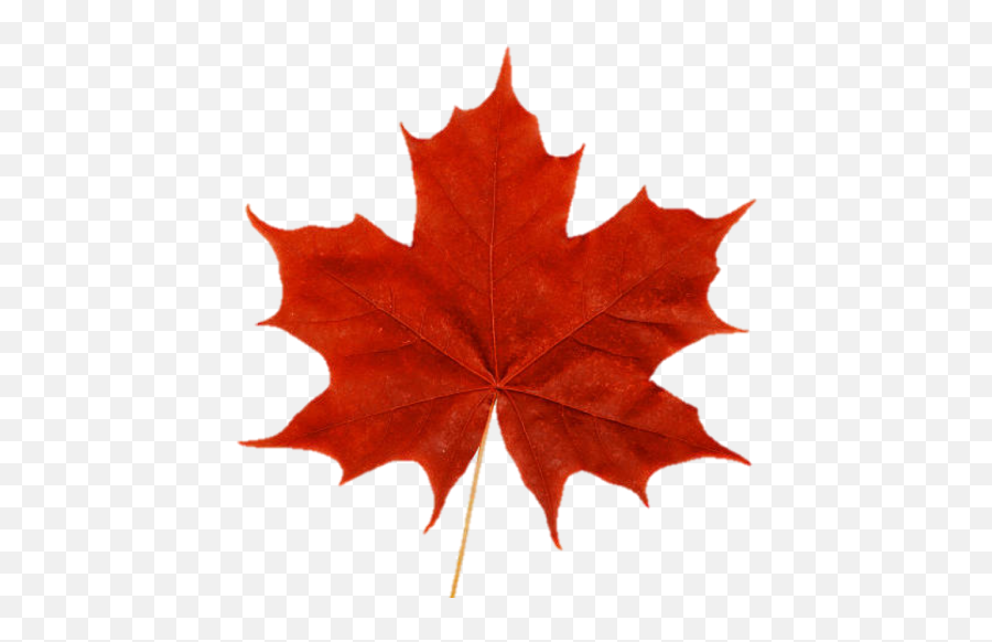Download Free Png Cropped - Mapleleafpng U2013 Faces And Voices Maple Leaf Emoji,Free Red Maple Leaf Emoji