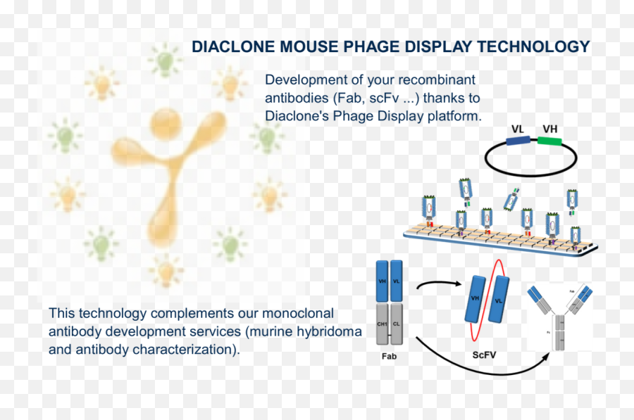 Diaclone - Editos Diaclone Anti Mouse Cd366 Cdr Sequence Emoji,Miss Rn Be Emotion 2019 Ao Vivo