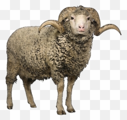 Sheep Png Image Free Download - Sheep Png Emoji,Shaun The Sheep Emoticons