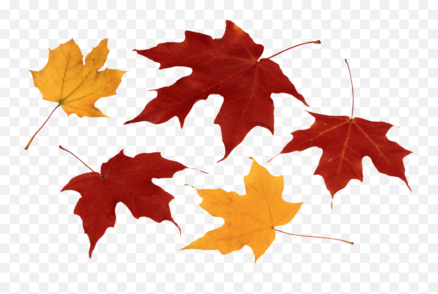 Desktop Autumn Leaves - Transparent Autumn Leaf Png Emoji,Fall Leaf Emoji