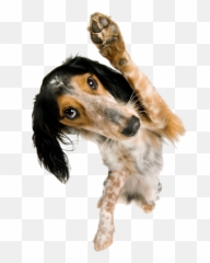 Reviews U2013 Oc Canine Coaching Emoji,Two Emotions Of Dog Happy And Sad