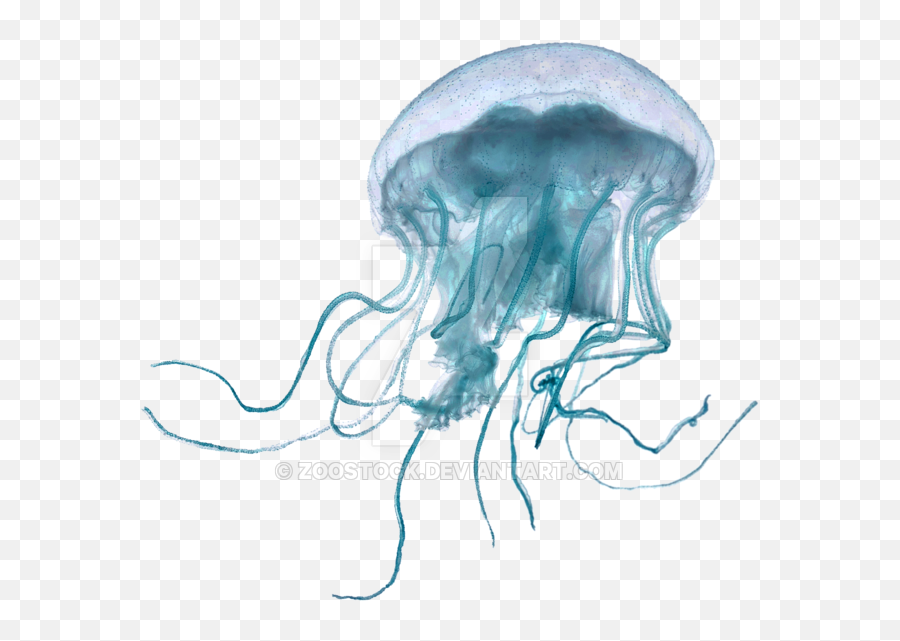 Download Sea Jellyfish On A Transparent Background Emoji,Downloadable Emoticons Jellyfish