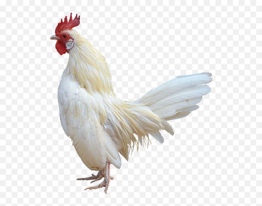 1 Free Fowl Chicken Images - Transparent White Rooster Png Emoji,Chicken Emotions