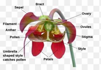 Plant Clipart Venus Fly Trap Plant - Sarracenia Flower Emoji,Venus Fly Trap Emoji