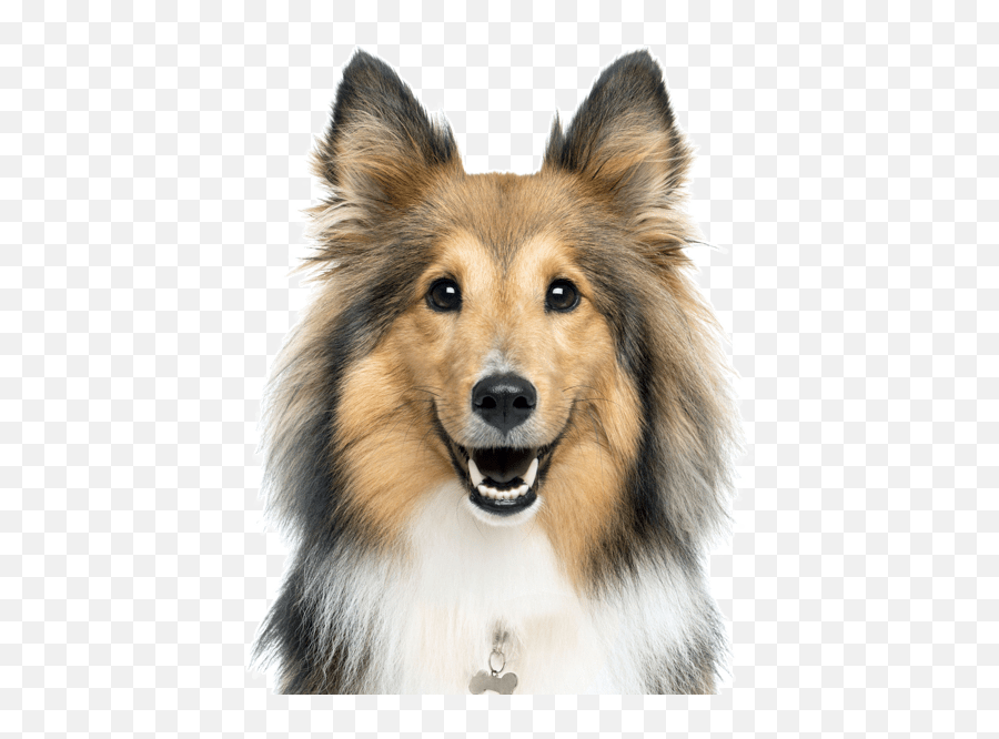 Border Collie Sheltie Guinea Pig Rough Collie Puppy - Border Collie Shetland Sheepdog Emoji,Guinea Pig Emoji