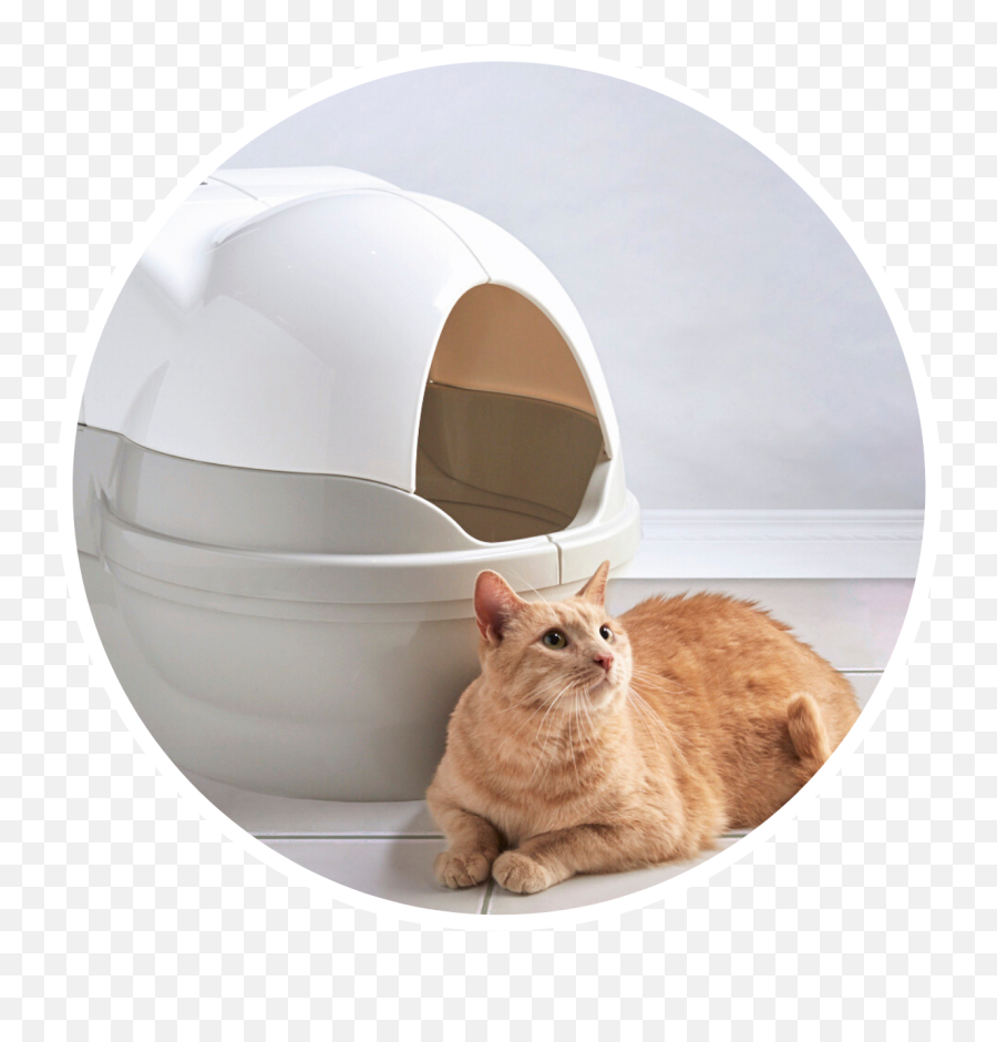 Self - Cat Bed Emoji,Cat Using Litter Box Emoticon