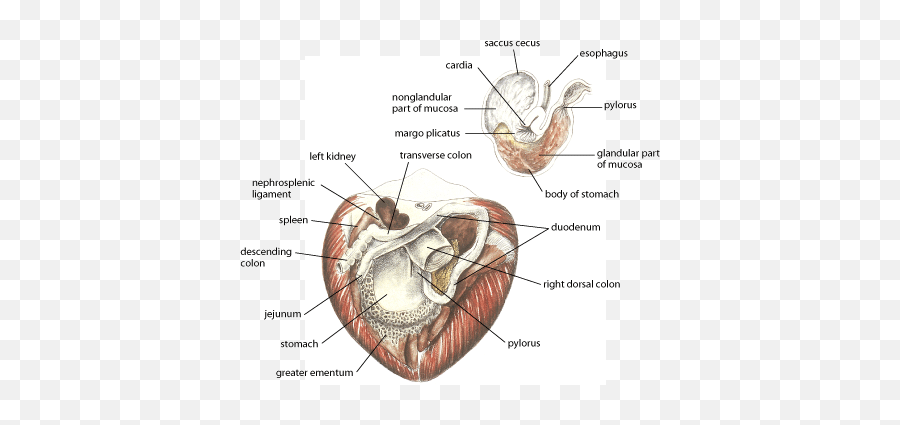 Overview Of Colic In Horses - Digestive System Merck Kidney Of Horse Anatomy Emoji,Emotions Of The Splenic Flexure