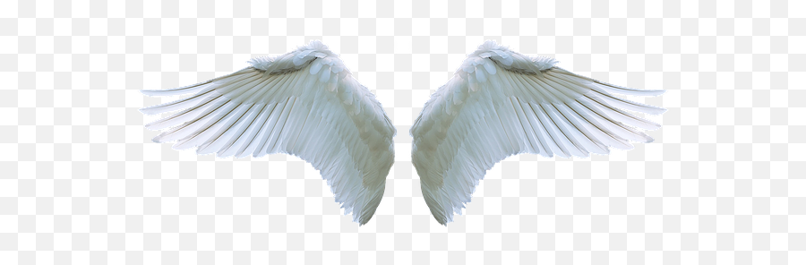 Wing Angel Swan - Swan Wings Transparent Background Emoji,Emotions And Wings