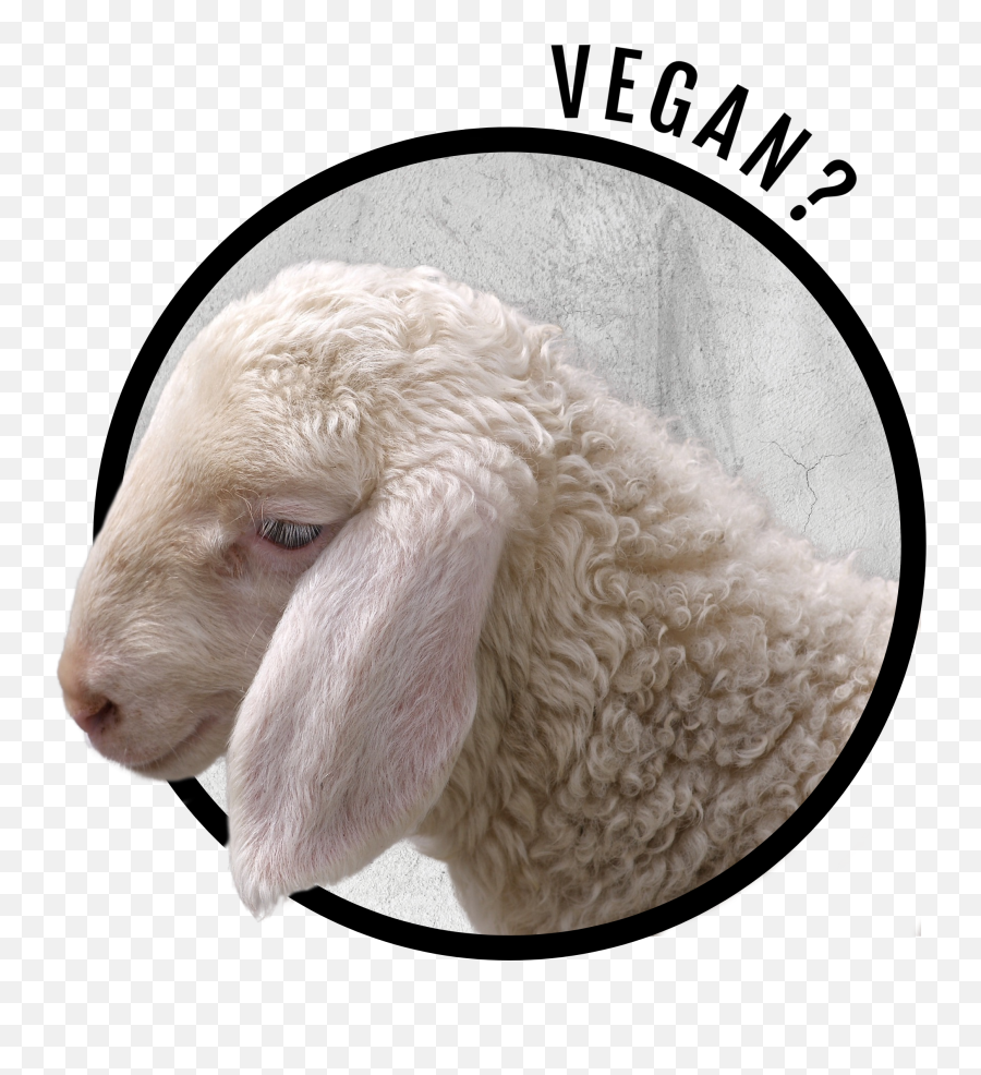Lambskin - Lamb And Mutton Emoji,Sheep Emoticon Tumblr