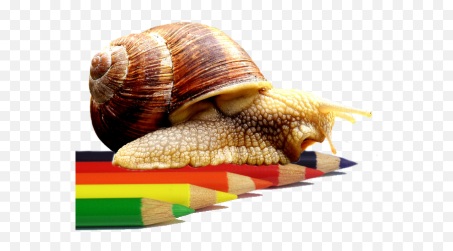 Carrie L - Mollusk Png Emoji,Color Pencil Emotion