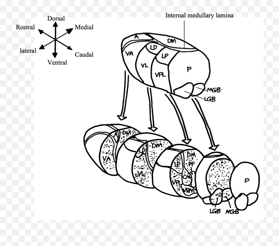 Consciousness Stress And Formatting - Nk Australia Dot Emoji,Medial Dorsal Nucleus Thalamus Memory Emotion Step 1