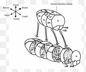 Consciousness Stress And Formatting - Nk Australia Dot Emoji,Medial Dorsal Nucleus Thalamus Memory Emotion Step 1
