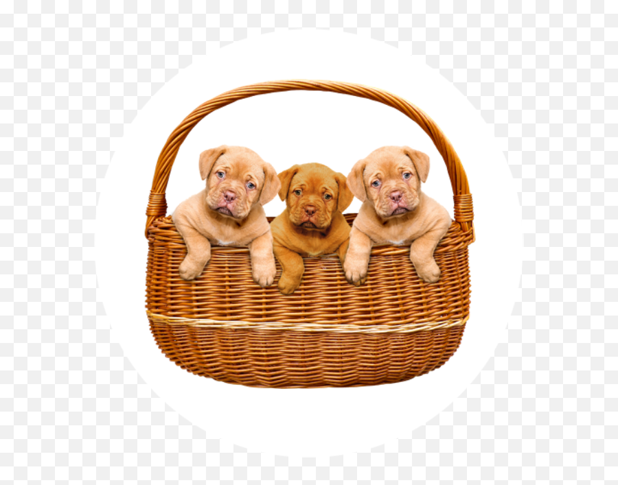 Puppy Preparation Training Course Swansea - Helping Hounds Emoji,Utk Emojis