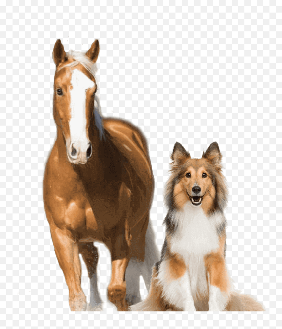 Oats For Horses - The Pros And Cons Cen Nutrition Emoji,Show Emotion To Horses And Dogs