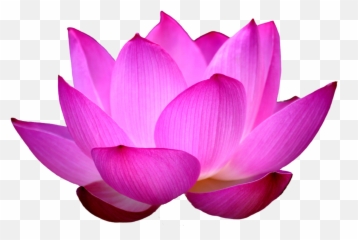Lotus Flower Sticker By Iona Lizzy Bond Lopez - Lotus Flower Png Emoji,Lotus Emoji