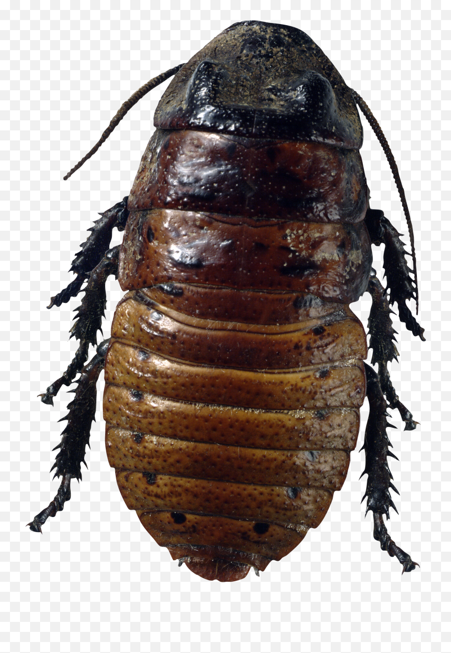 Roach Png Transparent Cartoon - Bug Png Emoji,Cockroach Emoji