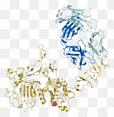 Trastuzumab - Wikipedia Trastuzumab Ribbon Diagram Emoji,Dfo Emoticon Unlock