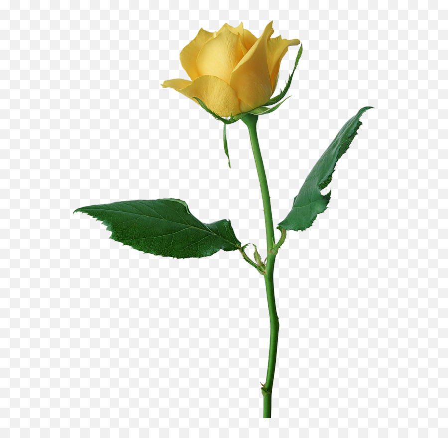 Valentine Rose All Transparent Ones - Clipartsco Yellow Rose With Yellow Background Emoji,Valentine Emoji