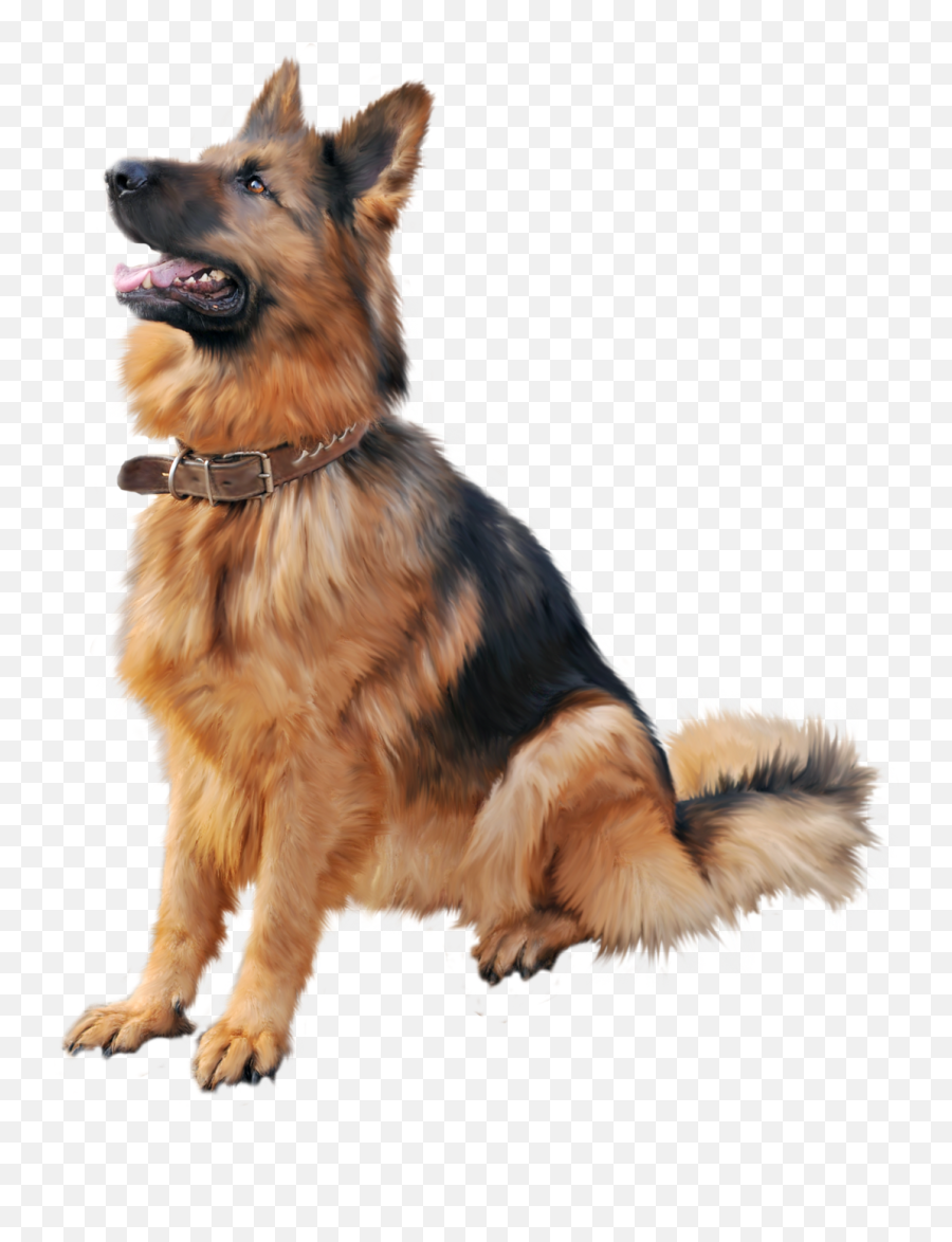 A Full Guide And - German Shepherd Dog Png Hd Emoji,Dogs Emotions