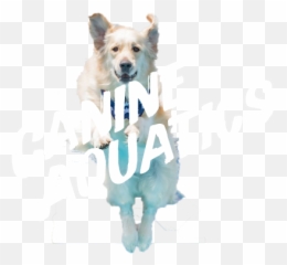 Dock Dogs U2013 The Worldu0027s Premier Canine Aquatics Competition Emoji,Bouncing Dog Emoticon