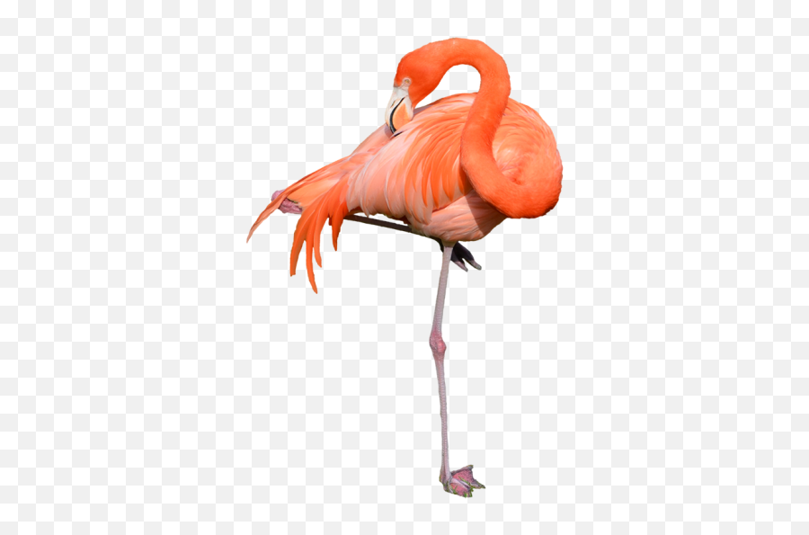 Pink Flamingo Hd Png Transparent Images Download Emoji,Flamin Emoji Pink Flamingo Hd Png Transparent Images Download Emoji,Flamin Emoji