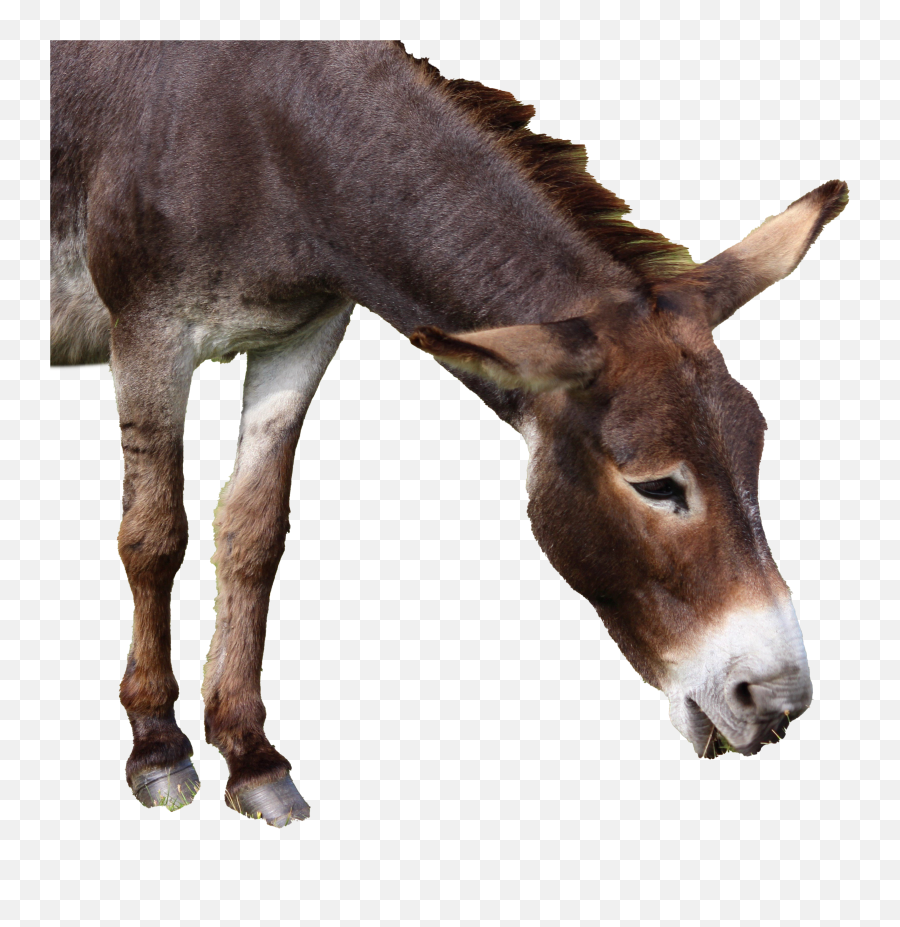 Best Donkey Png Image Download 2021 - Transparent Background Donkey Transparent Emoji,Donkey Emoji Download