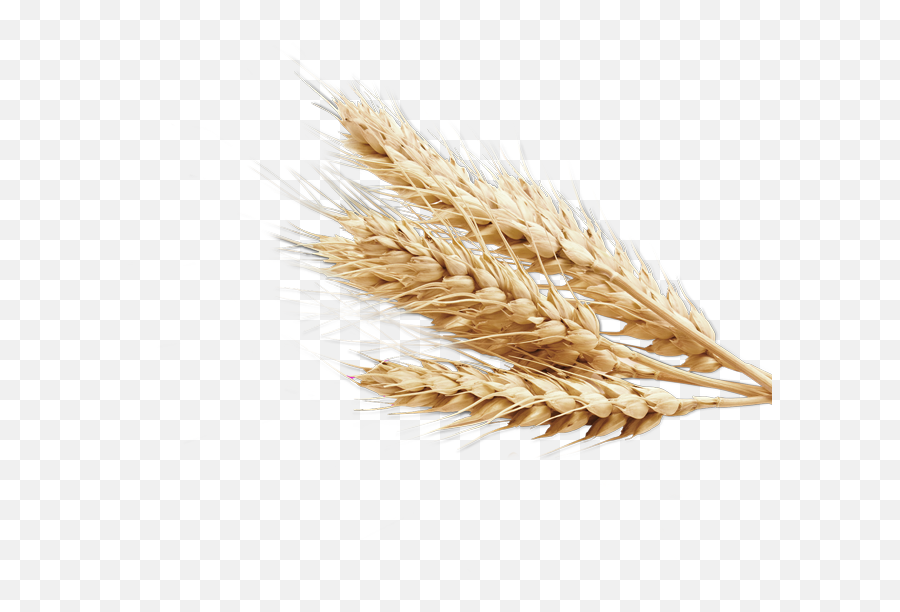 Plant Crops Produce Wheat Grain Sticker - Grain Transparent Background Emoji,Grain Emoji