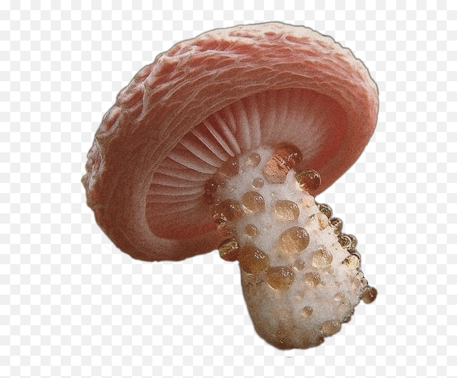 Discover Trending Mushroom Stickers Picsart - Wrinkled Peach Mushroom Emoji,Emoji Mushroom Cloud