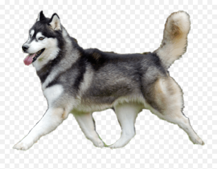 Dogshow Husky Siberianhusky Sticker - Northern Breed Group Emoji,Siberian Husky Emoji