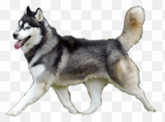 Dogshow Husky Siberianhusky Sticker - Northern Breed Group Emoji,Siberian Husky Emoji