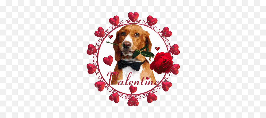 230 Stuff For Your Pup Ideas Pup Dogs Greetings - Happy Valentines Day Beagle Gif Emoji,My Scottish Terrier Doesn't Show Emotions