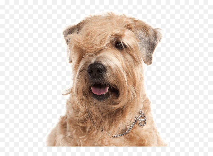 Wheaten Terrier Puppies For Sale - Wheaten Terrier For Adoption Emoji,Why My Scottish Terrier Doesn't Show Any Emotions