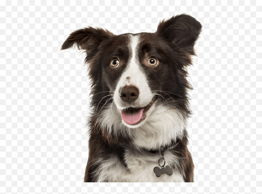 Border Collie Puppies For Sale - Border Collie Transparent Emoji,Husky/border Collie Emoji