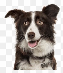 Border Collie Puppies For Sale - Border Collie Transparent Emoji,Husky/border Collie Emoji