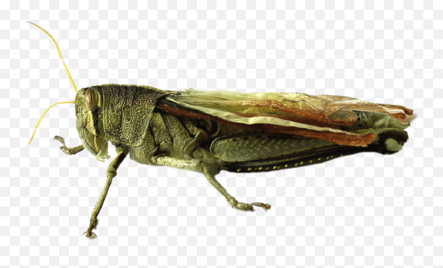 Grasshopper Png Image - Png Emoji,Ant Bites Emoji