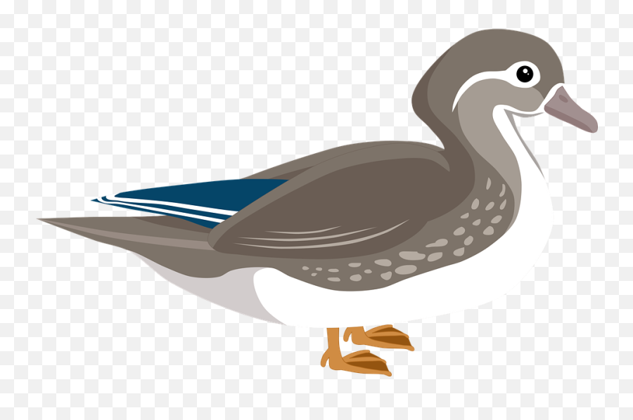 Free Photo Mandarin Duck Animal Water - Female Mandarin Duck Png Emoji,Japanese Bird Emotions