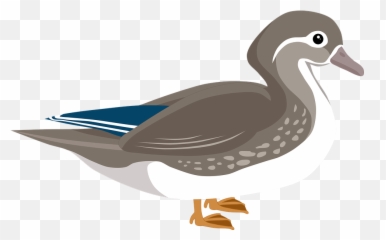 Free Photo Mandarin Duck Animal Water - Female Mandarin Duck Png Emoji,Japanese Bird Emotions