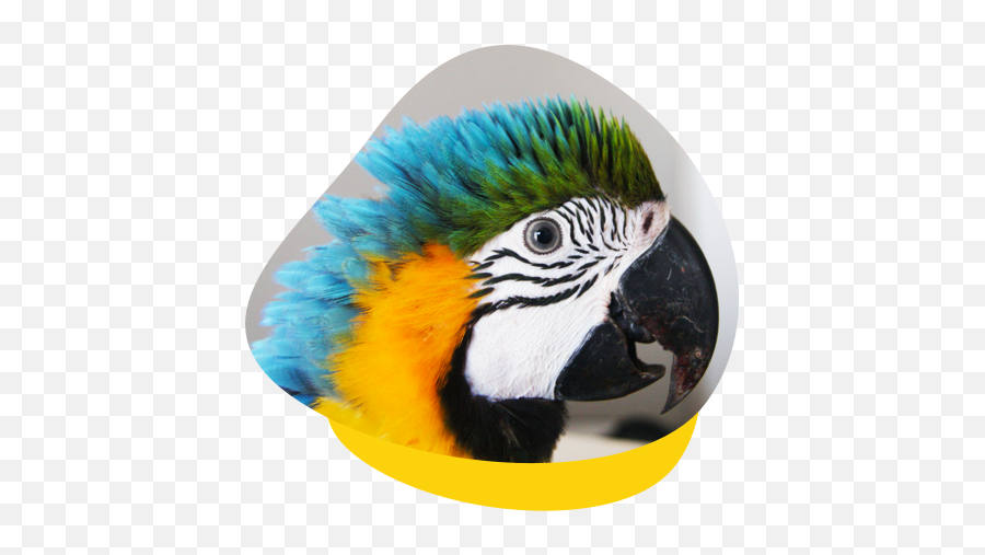 Bird Vet Perth Melbourne Brisbane - Budgerigar Emoji,Long-billed Corella Smile Emoticon