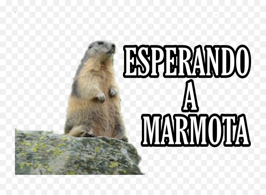 Marmota Whatsapp Sticker Sticker By Luana Santos Emoji,Is There A Groudhog Emoji