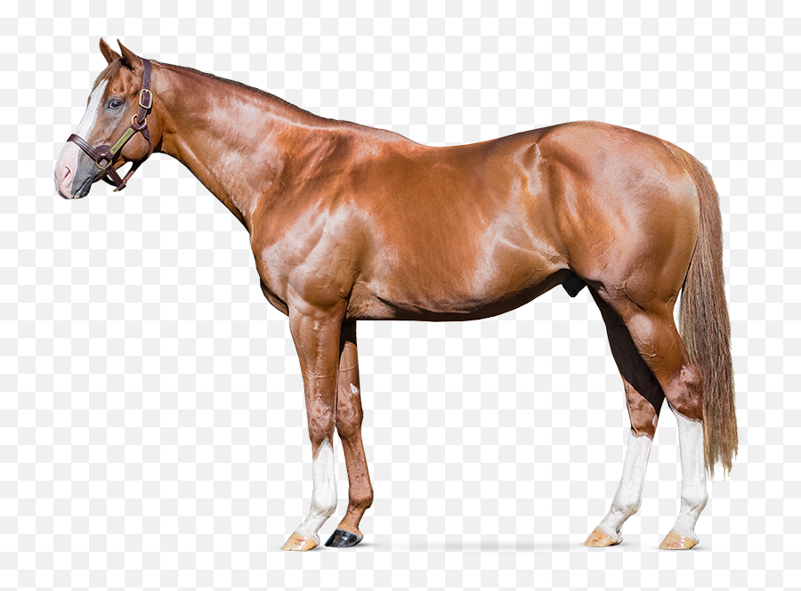 Will Take Charge - Three Chimneys Farm Emoji,Praying Horse Emoticon