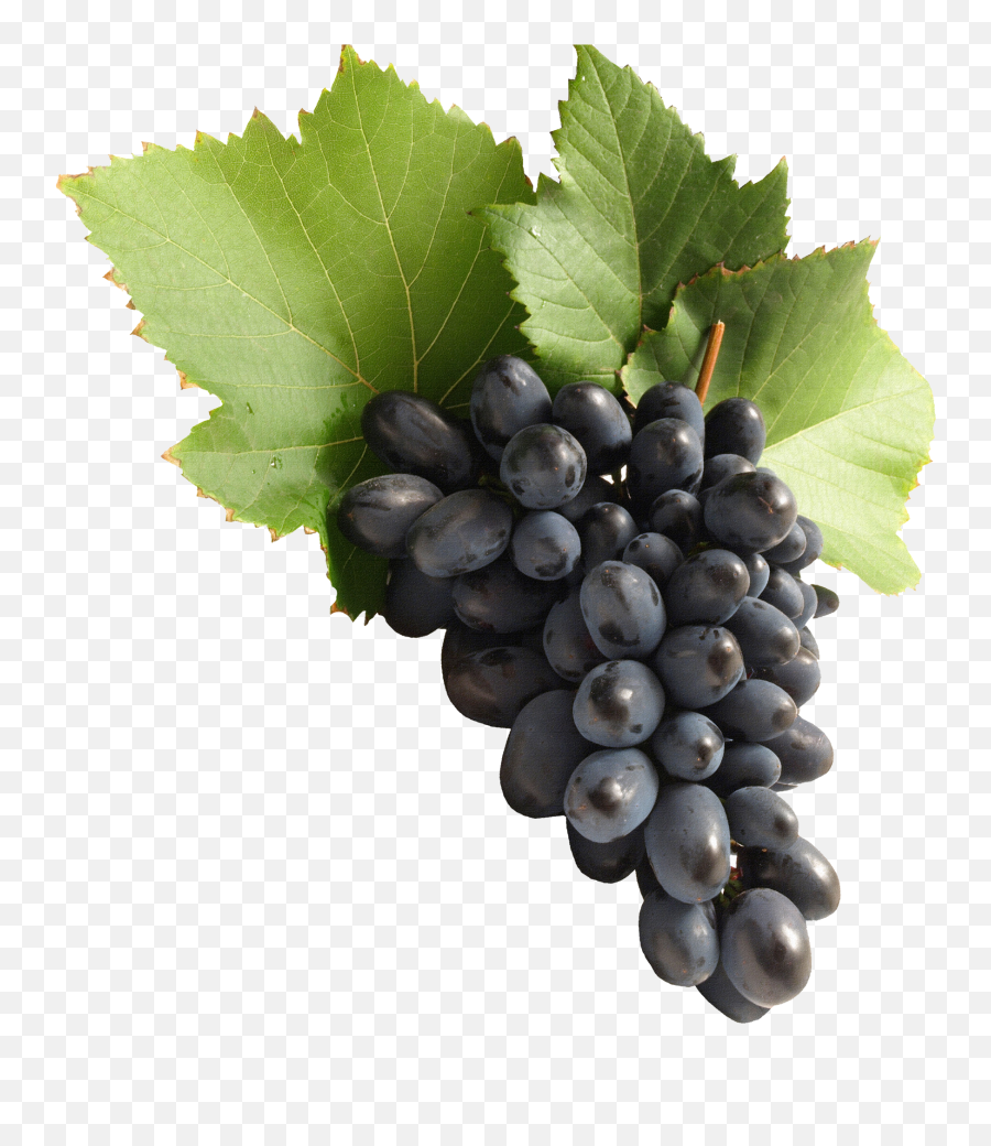 Free Transparent Common Grape Vine Png - Grape Png Emoji,Grape Emoji Png