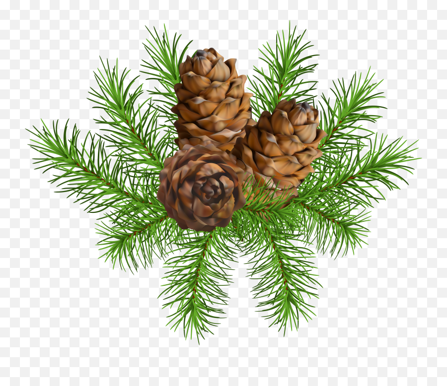 Christmas Pine Cones Png U0026 Free Christmas Pine Conespng - Transparent Pine Cone Png Emoji,Pine Cone Emoji