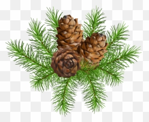 Christmas Pine Cones Png U0026 Free Christmas Pine Conespng - Transparent Pine Cone Png Emoji,Pine Cone Emoji